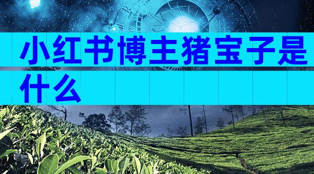 小红书博主猪宝子是什么
