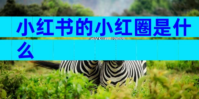 小红书的小红圈是什么