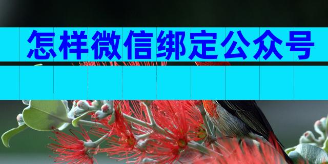 怎样微信绑定公众号