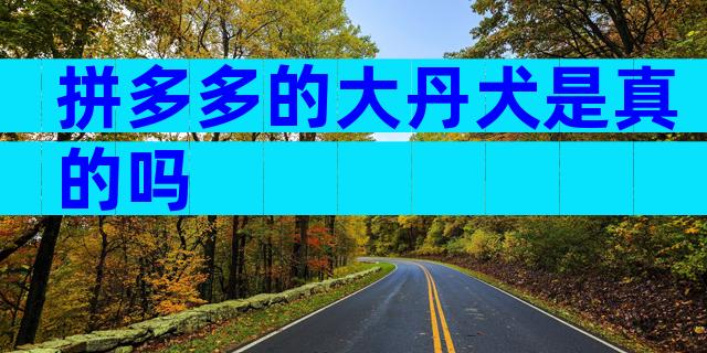 拼多多的大丹犬是真的吗