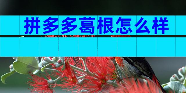 拼多多葛根怎么样