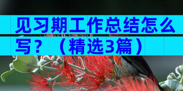 见习期工作总结怎么写？（精选3篇）